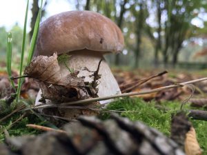 mushroom-king